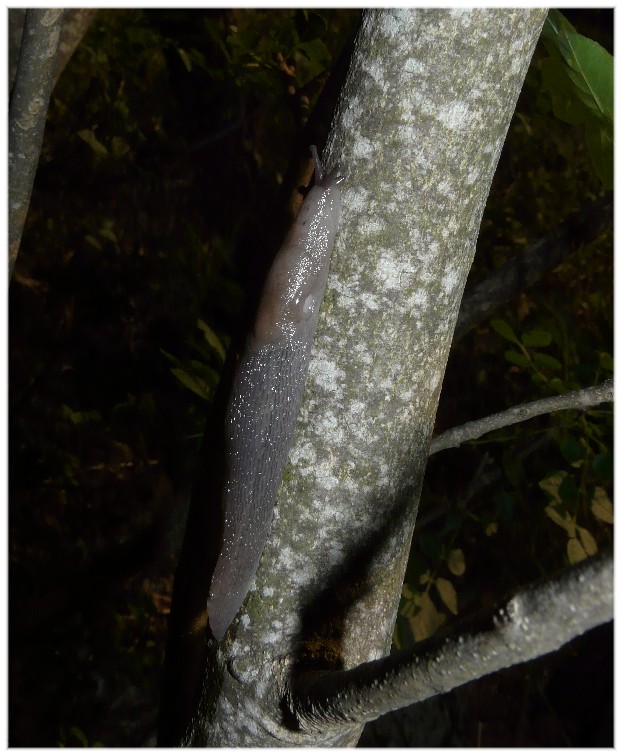 Alcuni Limax millepunctatus dal Gargano (FG)